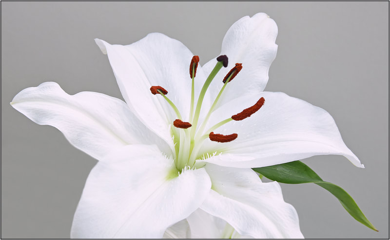 Lily from Bill Pegler's funeral flowers (Brian & Christine)